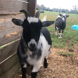 Meet your Posher, Grant